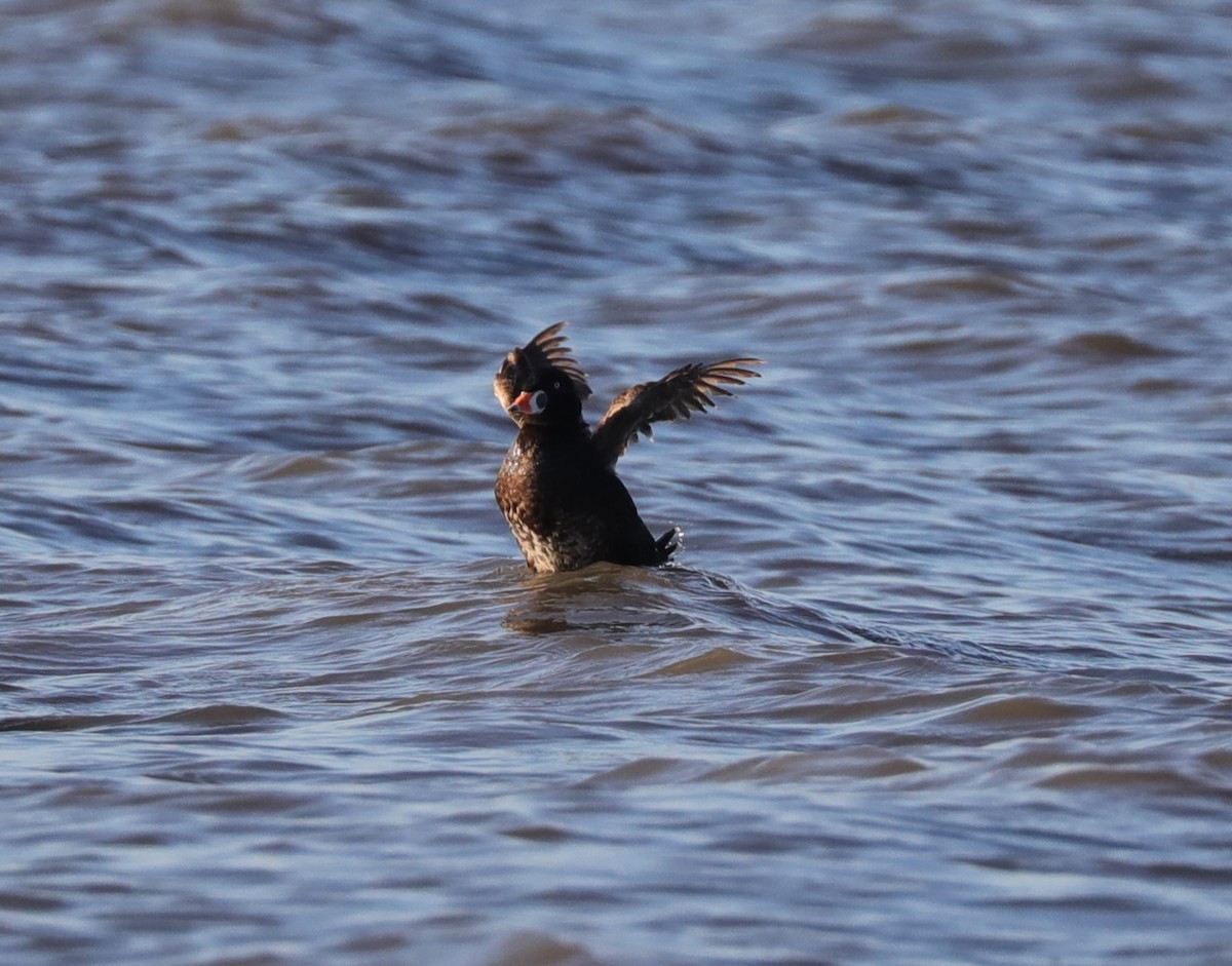 Surf Scoter - ML618859667