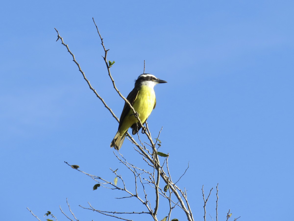 Great Kiskadee - ML618859668