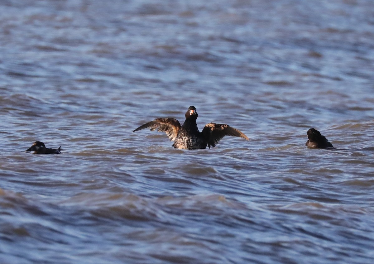 Surf Scoter - ML618859673