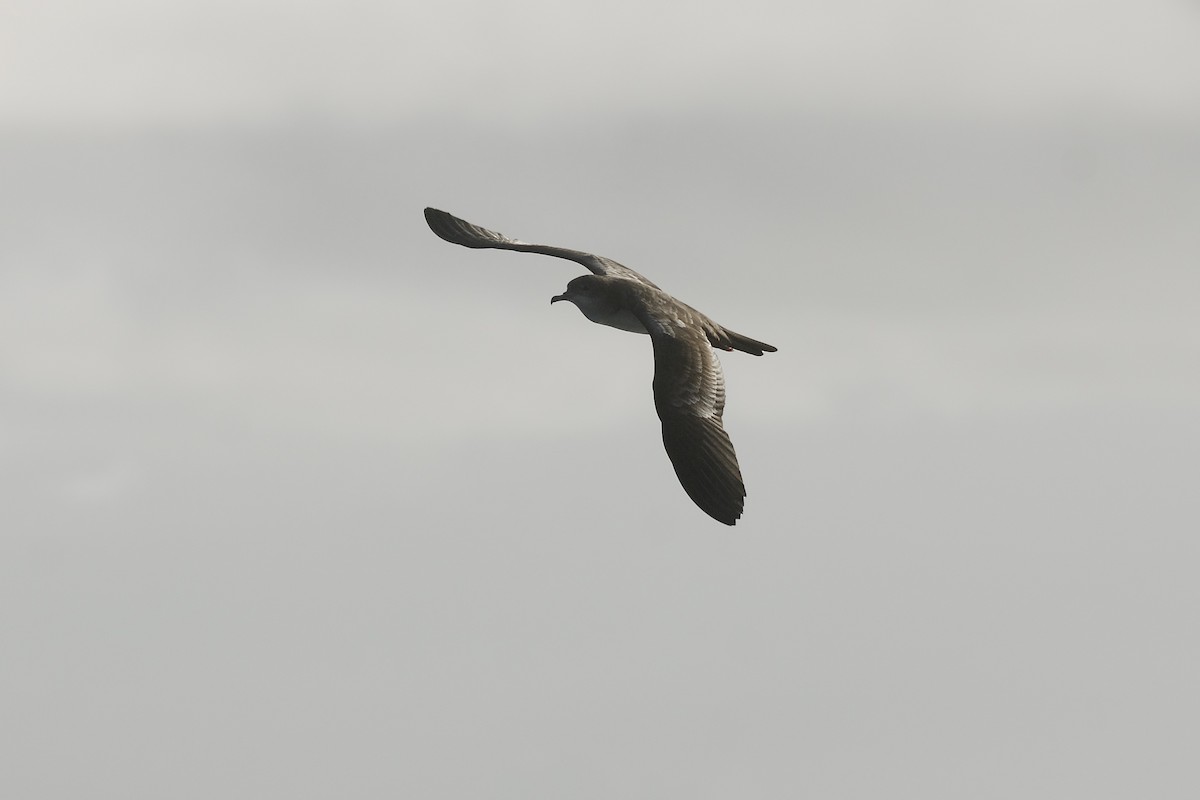 Wedge-tailed Shearwater - Jan Cubilla