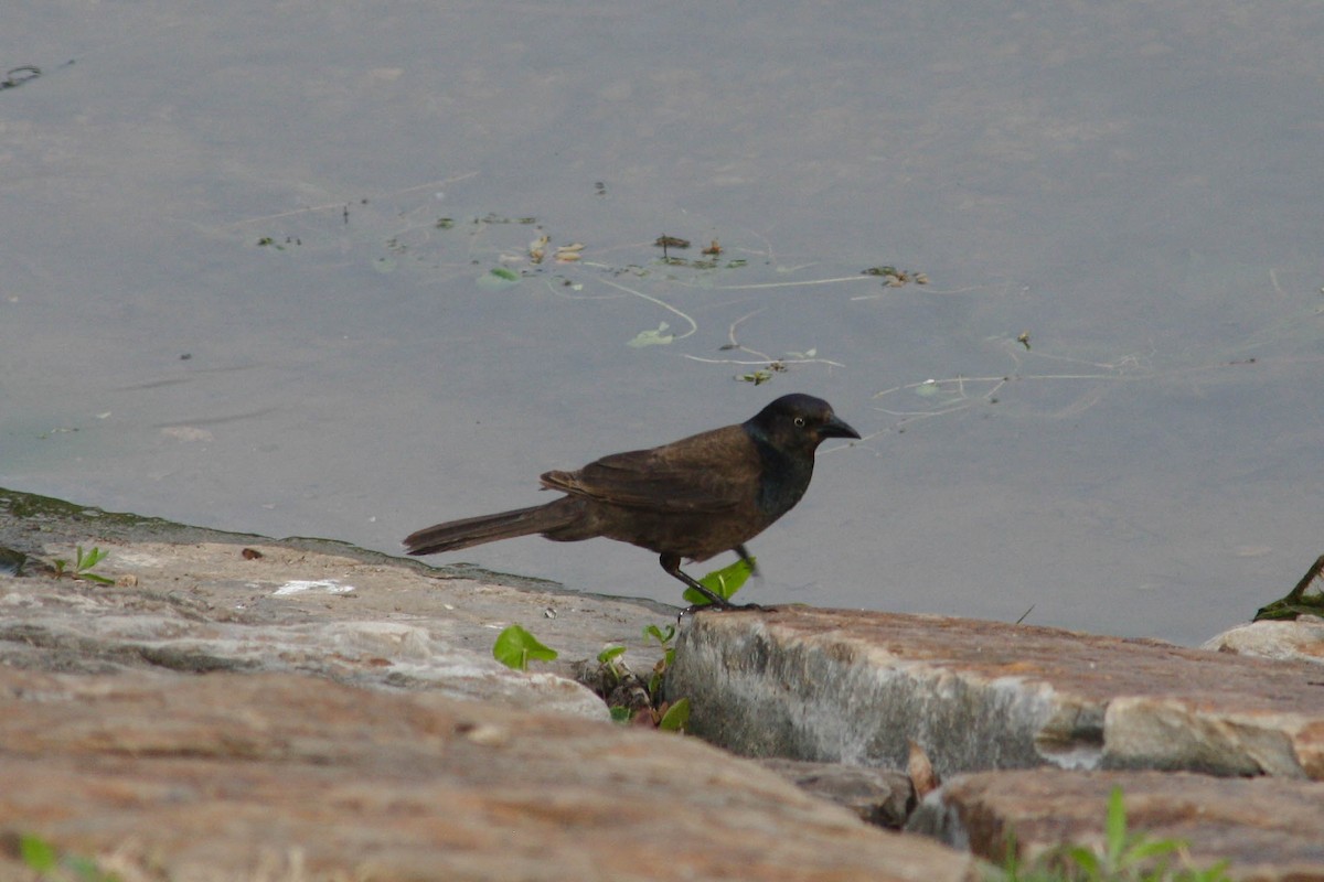 Common Grackle - Katrina Klempa