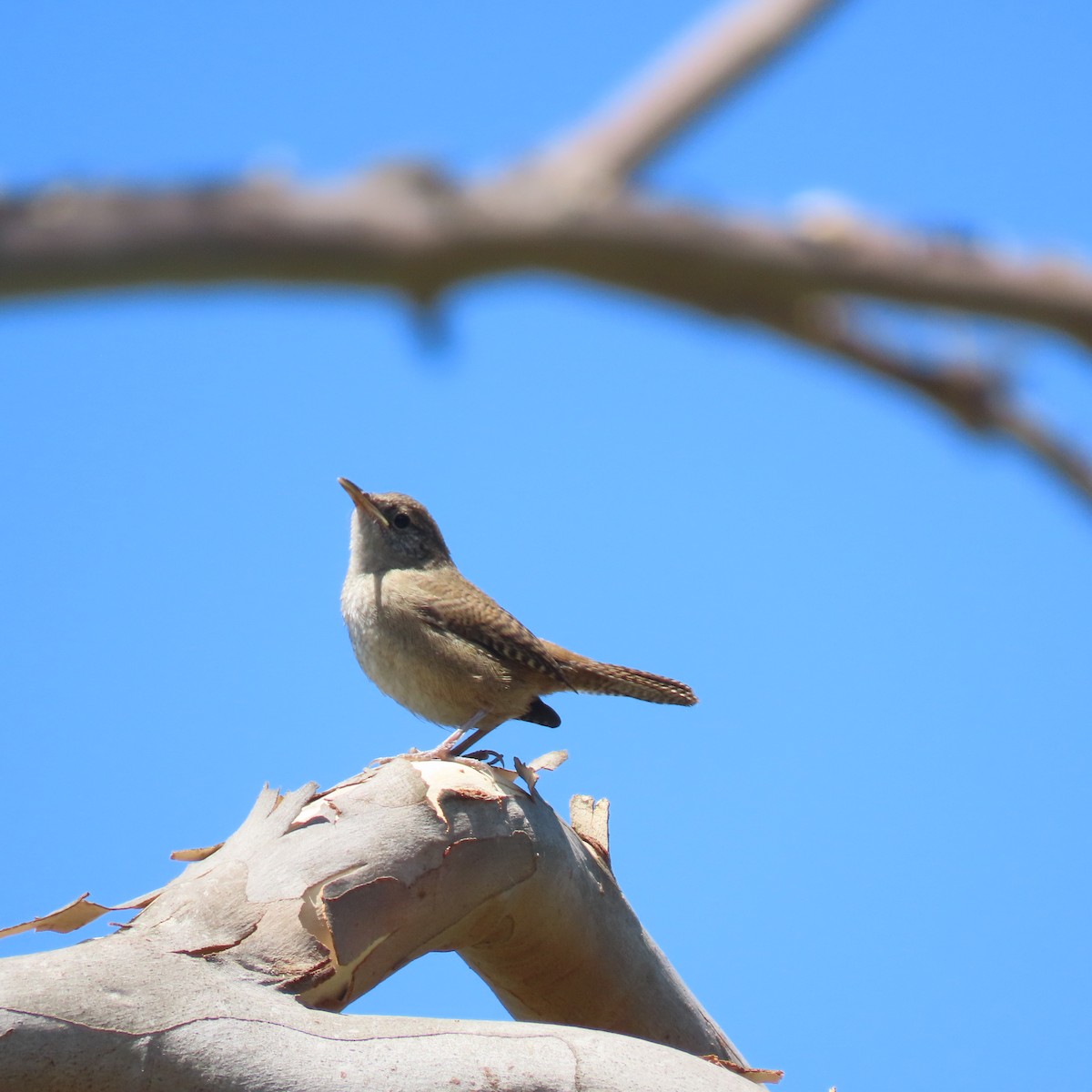 House Wren - Brian Nothhelfer