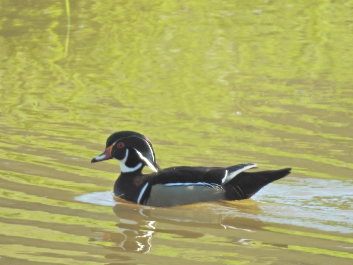 Wood Duck - ML618859688