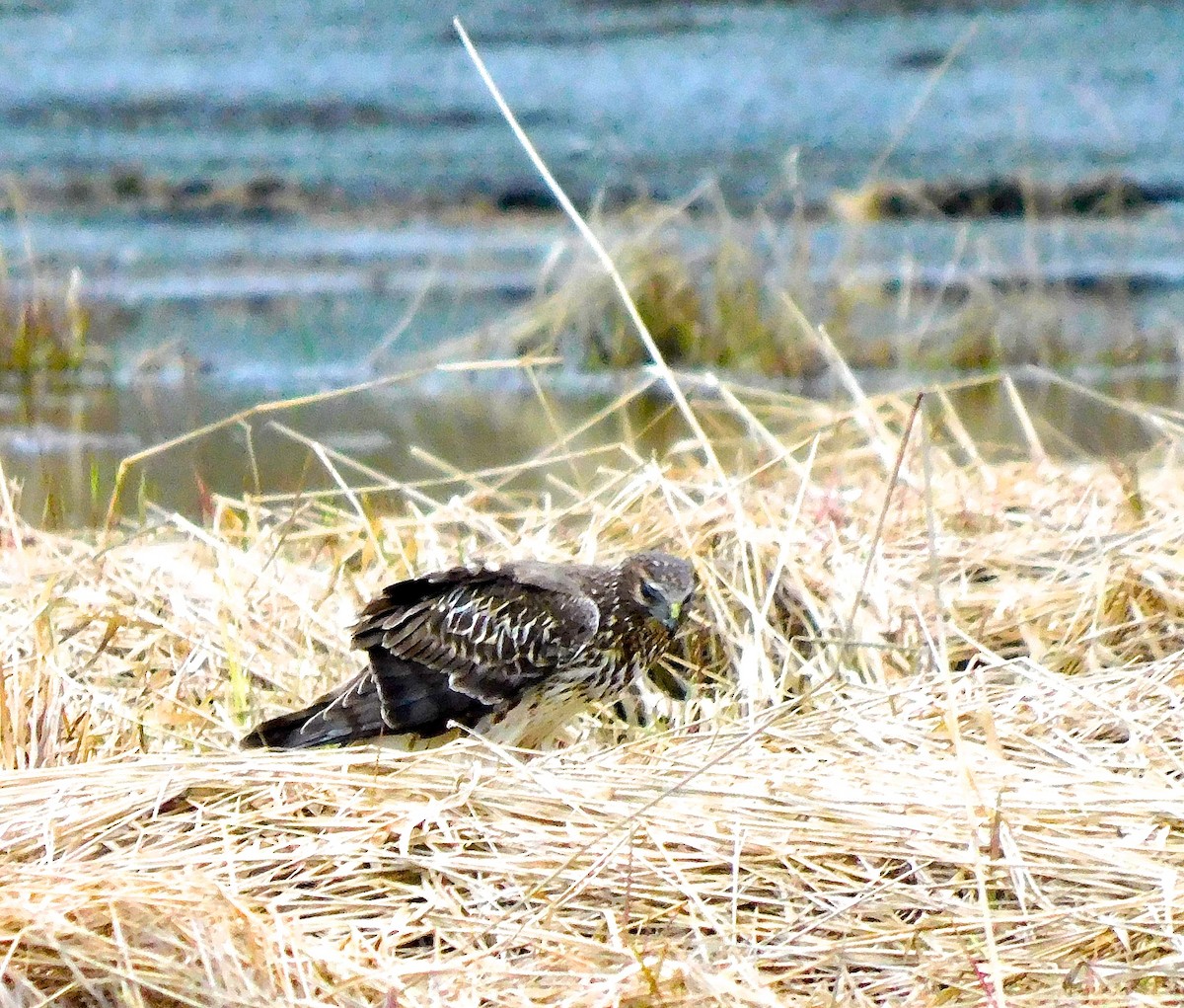 Northern Harrier - Dan Bilderback