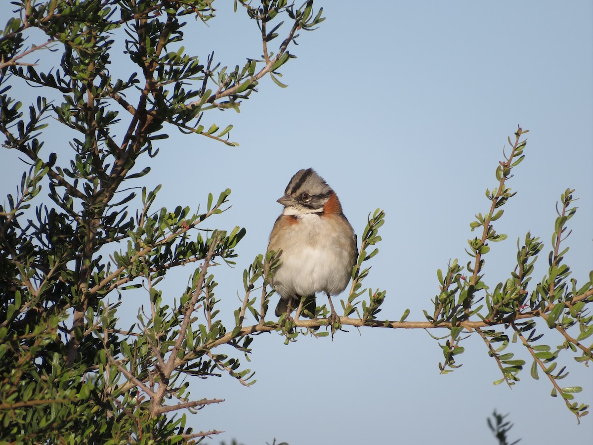 Rufous-collared Sparrow - ML618859691