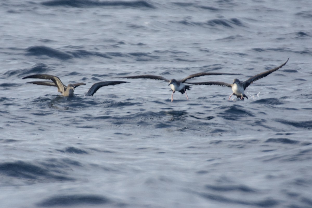 Wedge-tailed Shearwater - Jan Cubilla