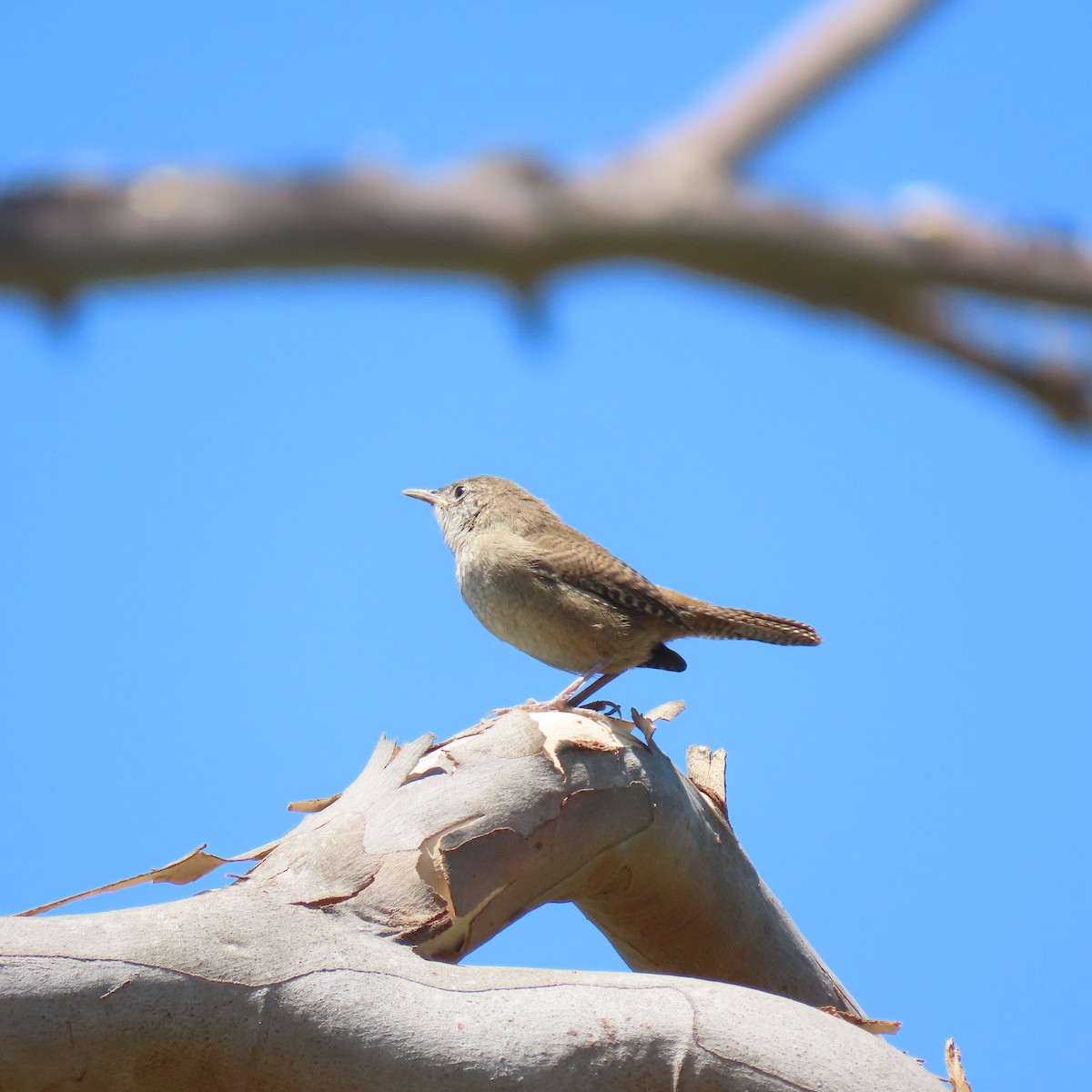 House Wren - Brian Nothhelfer