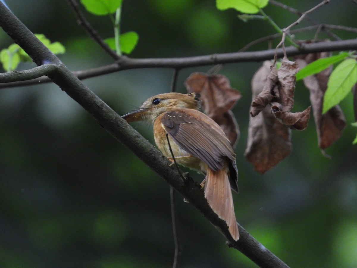 Tropical Royal Flycatcher (Pacific) - ML618859732