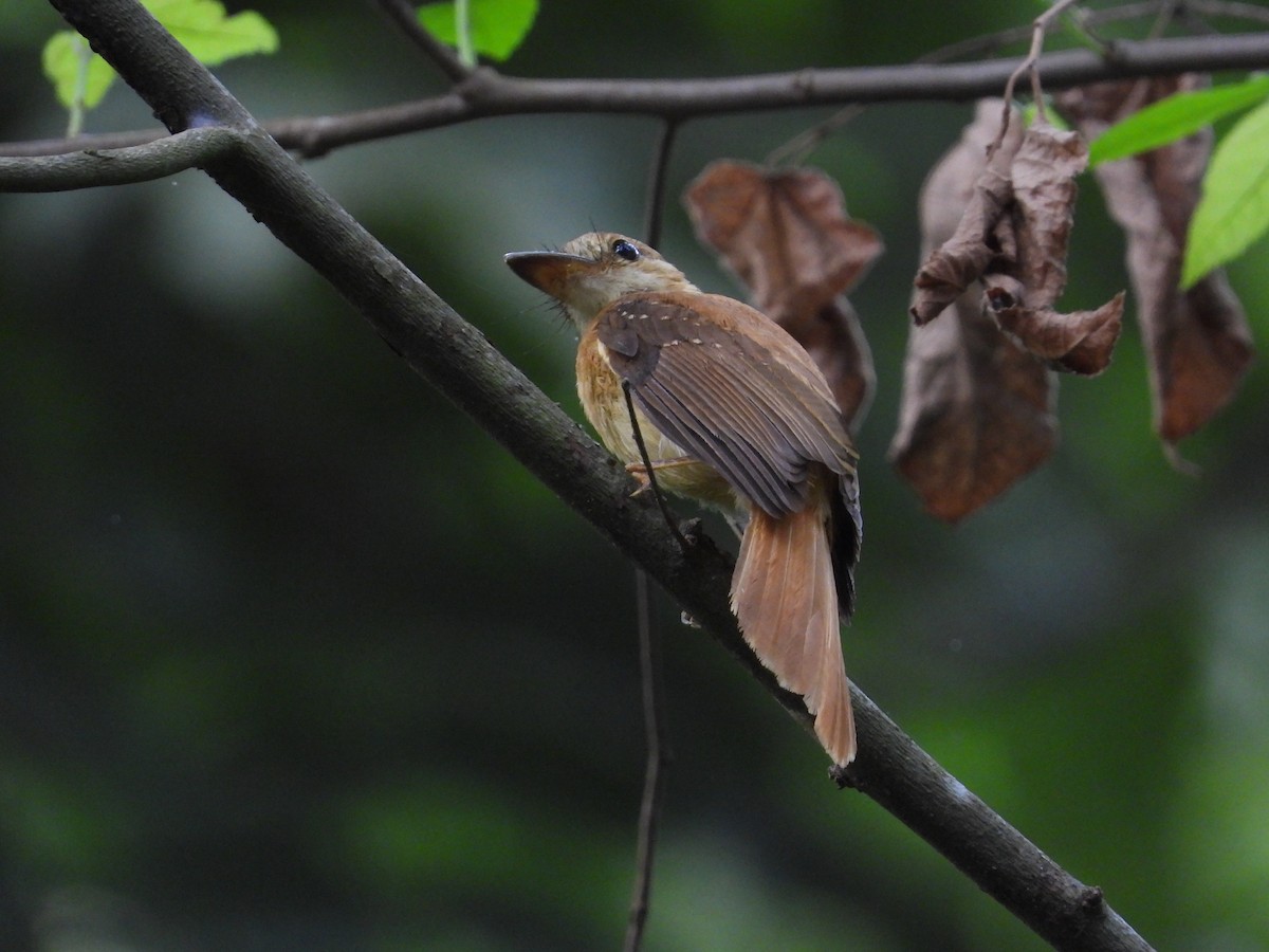 Tropical Royal Flycatcher (Pacific) - ML618859733