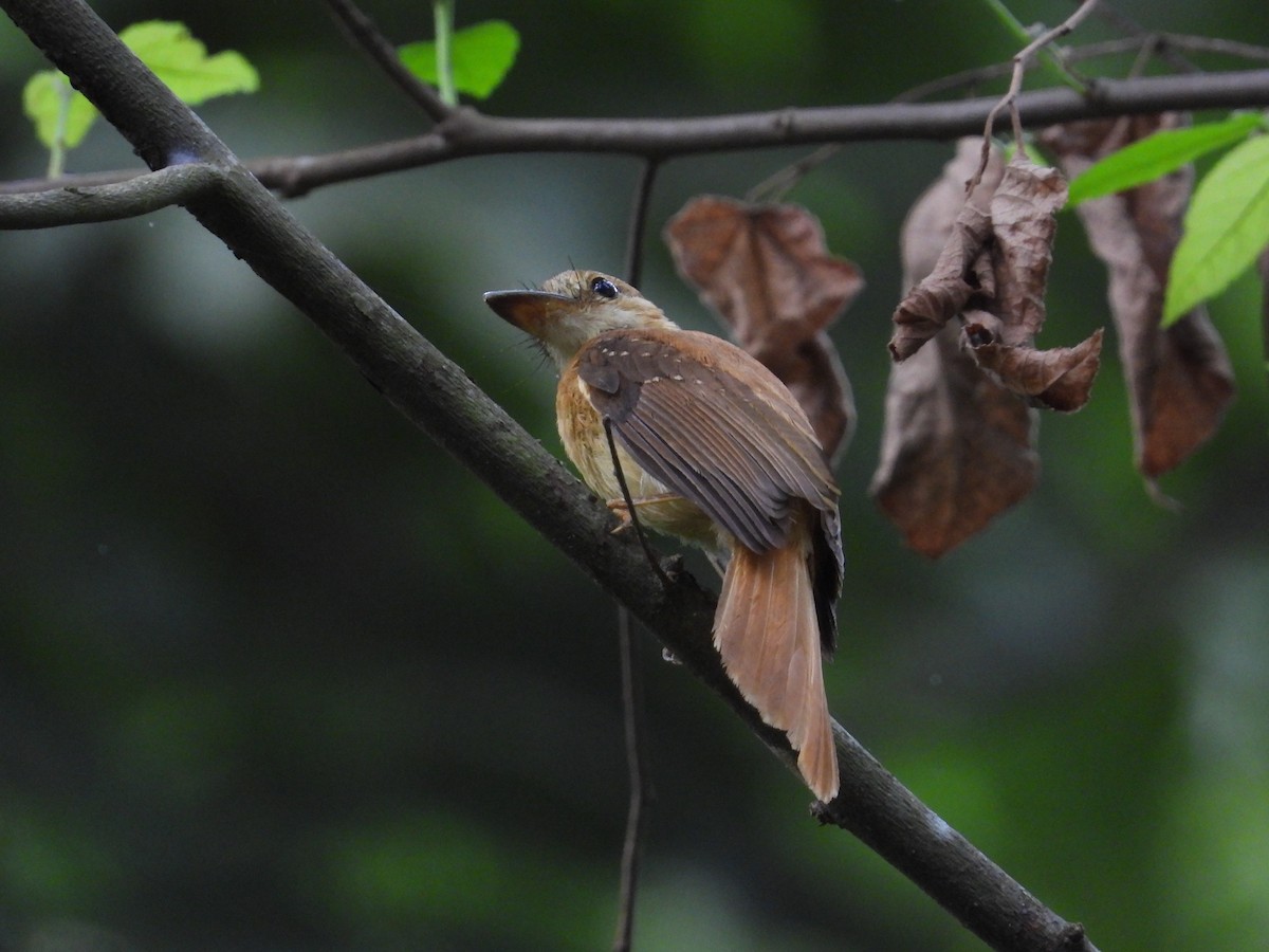 Tropical Royal Flycatcher (Pacific) - ML618859734