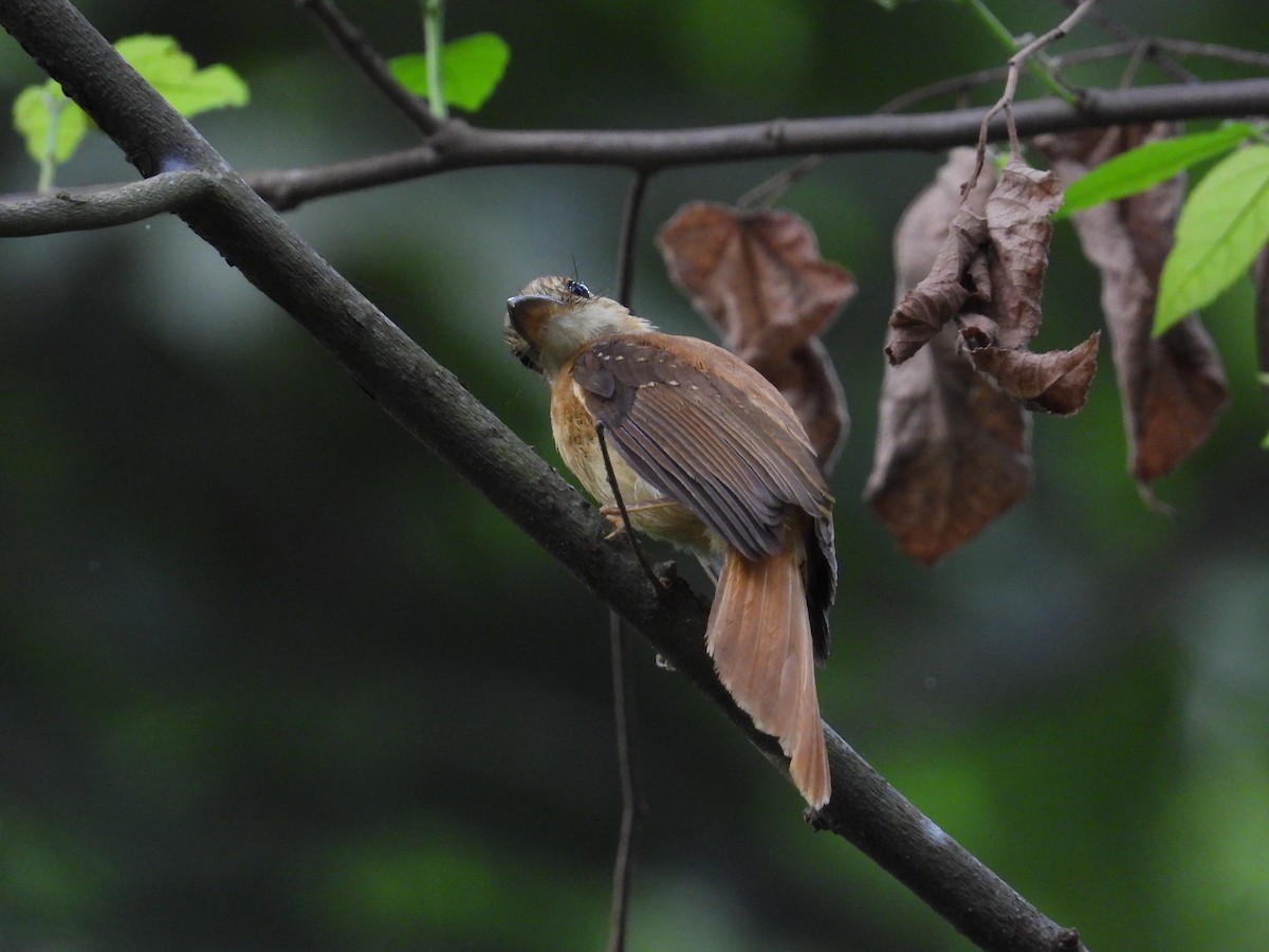 Tropical Royal Flycatcher (Pacific) - ML618859737