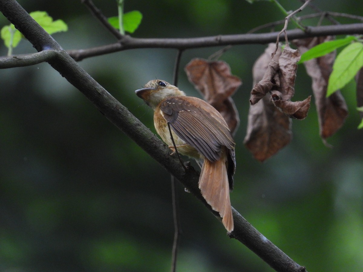 Tropical Royal Flycatcher (Pacific) - ML618859738