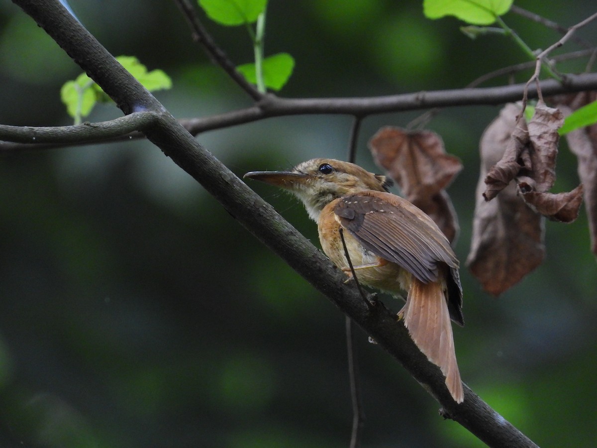 Tropical Royal Flycatcher (Pacific) - ML618859740