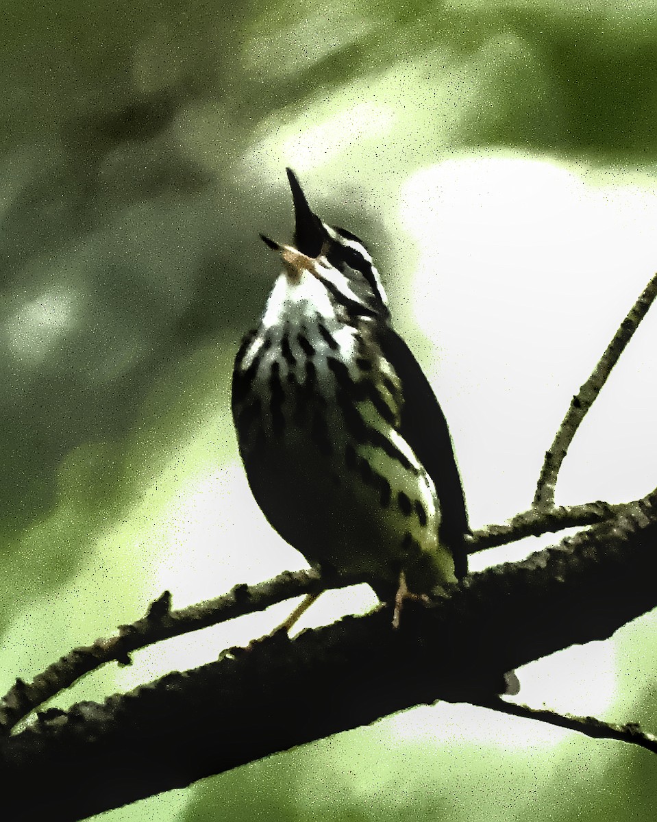 Louisiana Waterthrush - Doyle Wilson