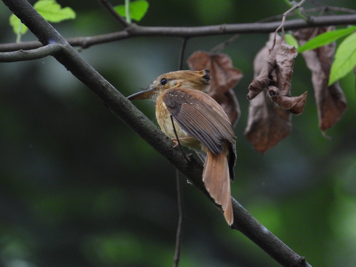 Tropical Royal Flycatcher (Pacific) - ML618859742