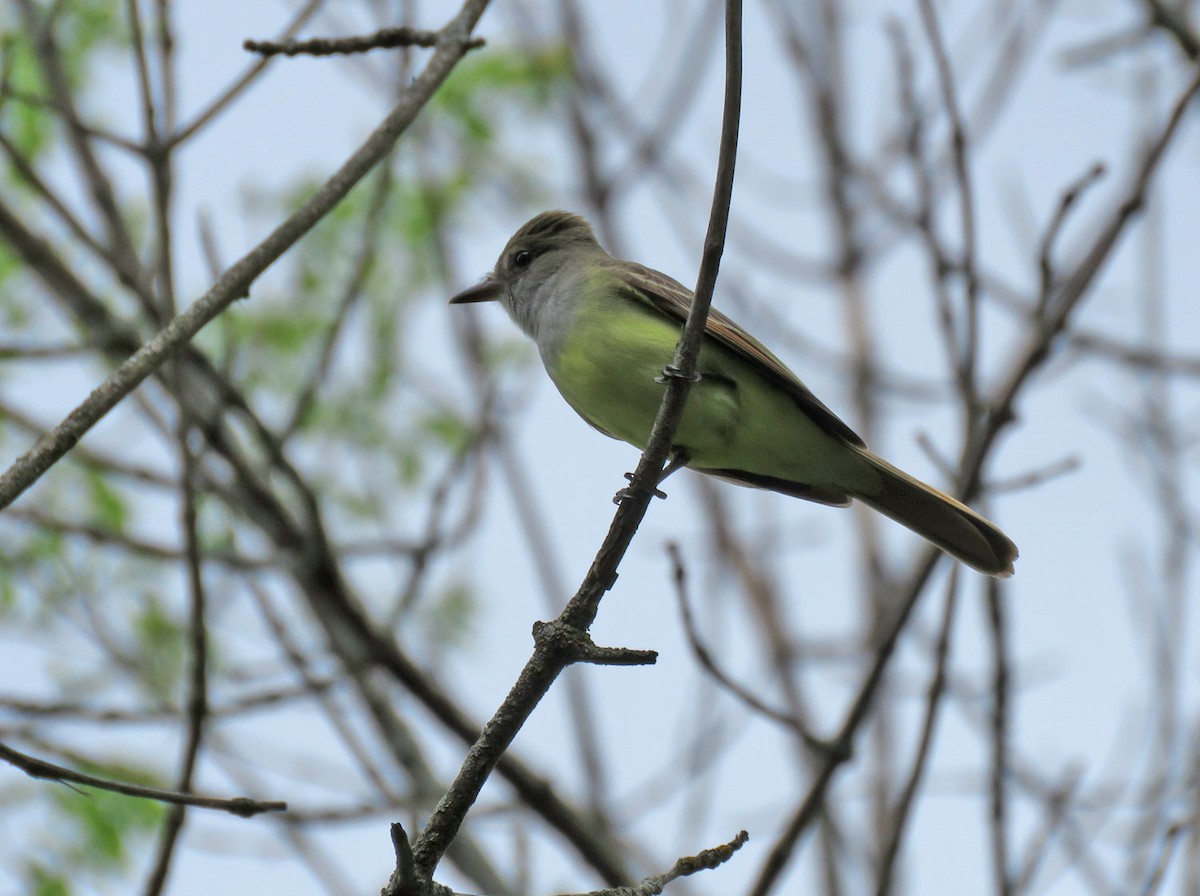 Great Crested Flycatcher - Thomas Schultz