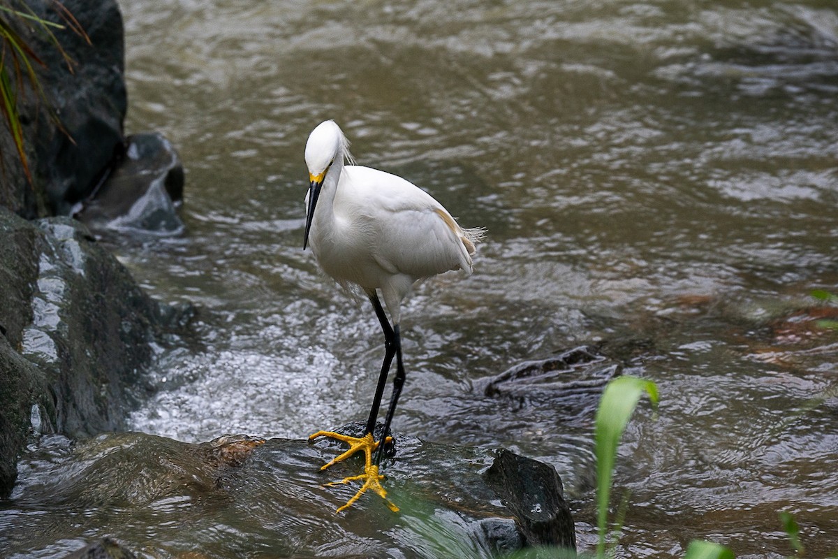 Snowy Egret - Carlos Navia