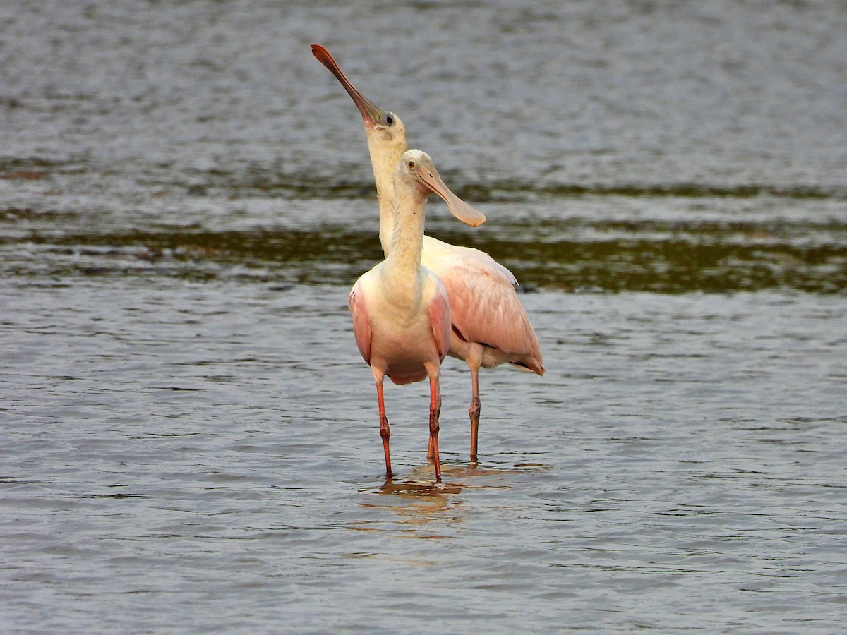 Roseate Spoonbill - Glenda Tromp