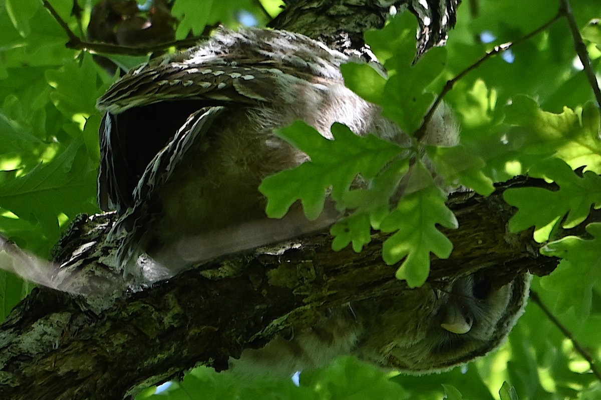 Barred Owl - Chad Ludwig