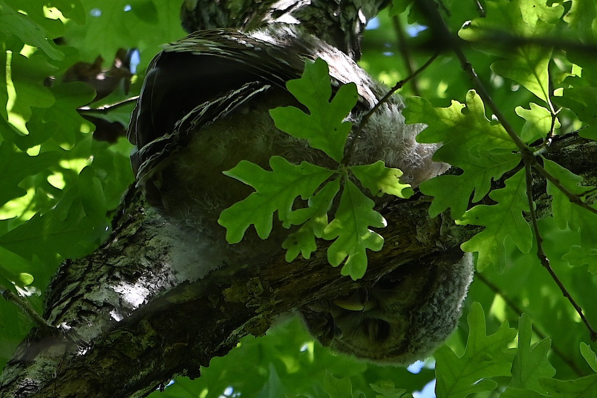 Barred Owl - ML618859787