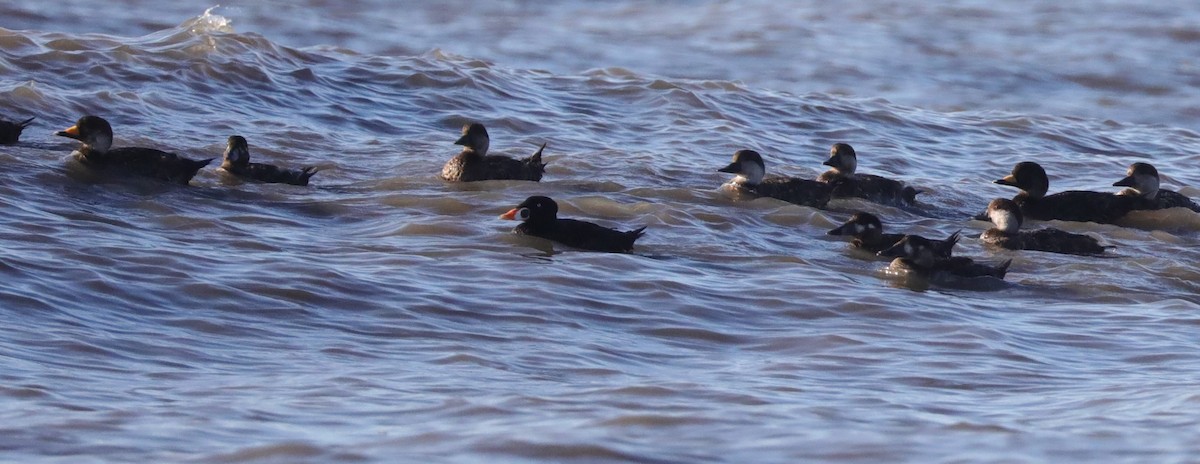 Surf Scoter - ML618859789