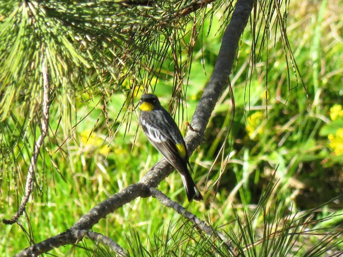 Yellow-rumped Warbler - Jamie Schultz