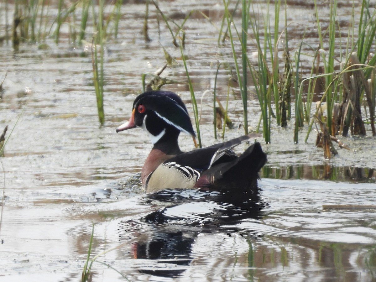 Wood Duck - John Lundgren