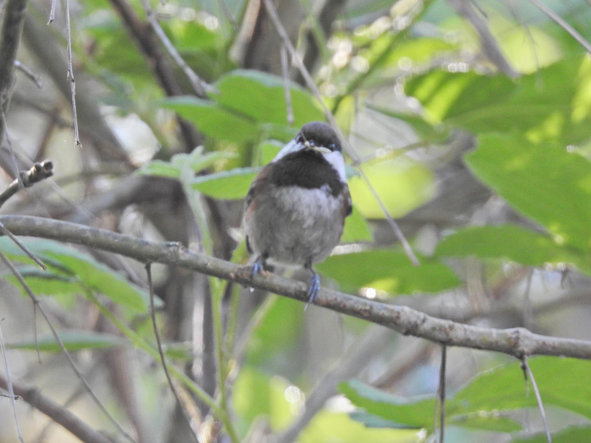 Chestnut-backed Chickadee - ML618859798