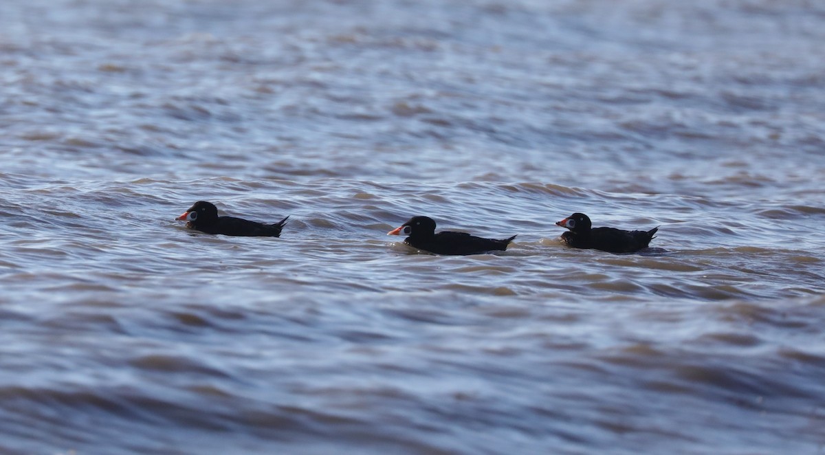 Surf Scoter - ML618859821