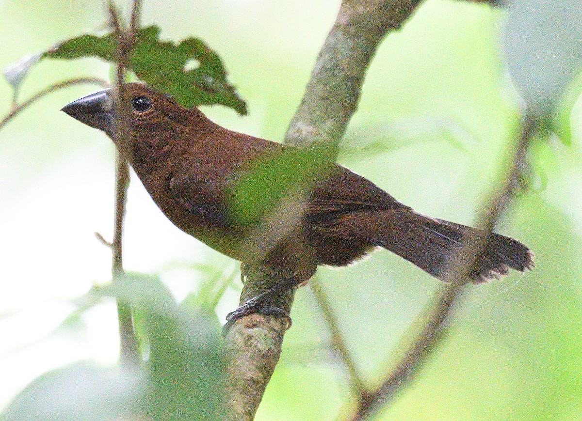 Thick-billed Seed-Finch - ML618859824