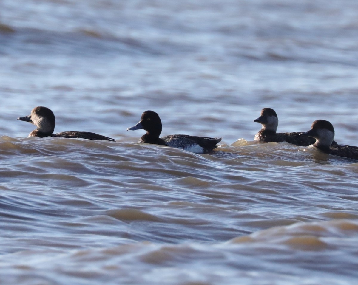 Greater Scaup - ML618859827