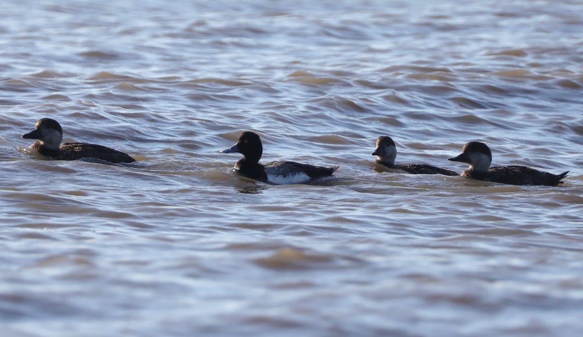 Greater Scaup - ML618859833