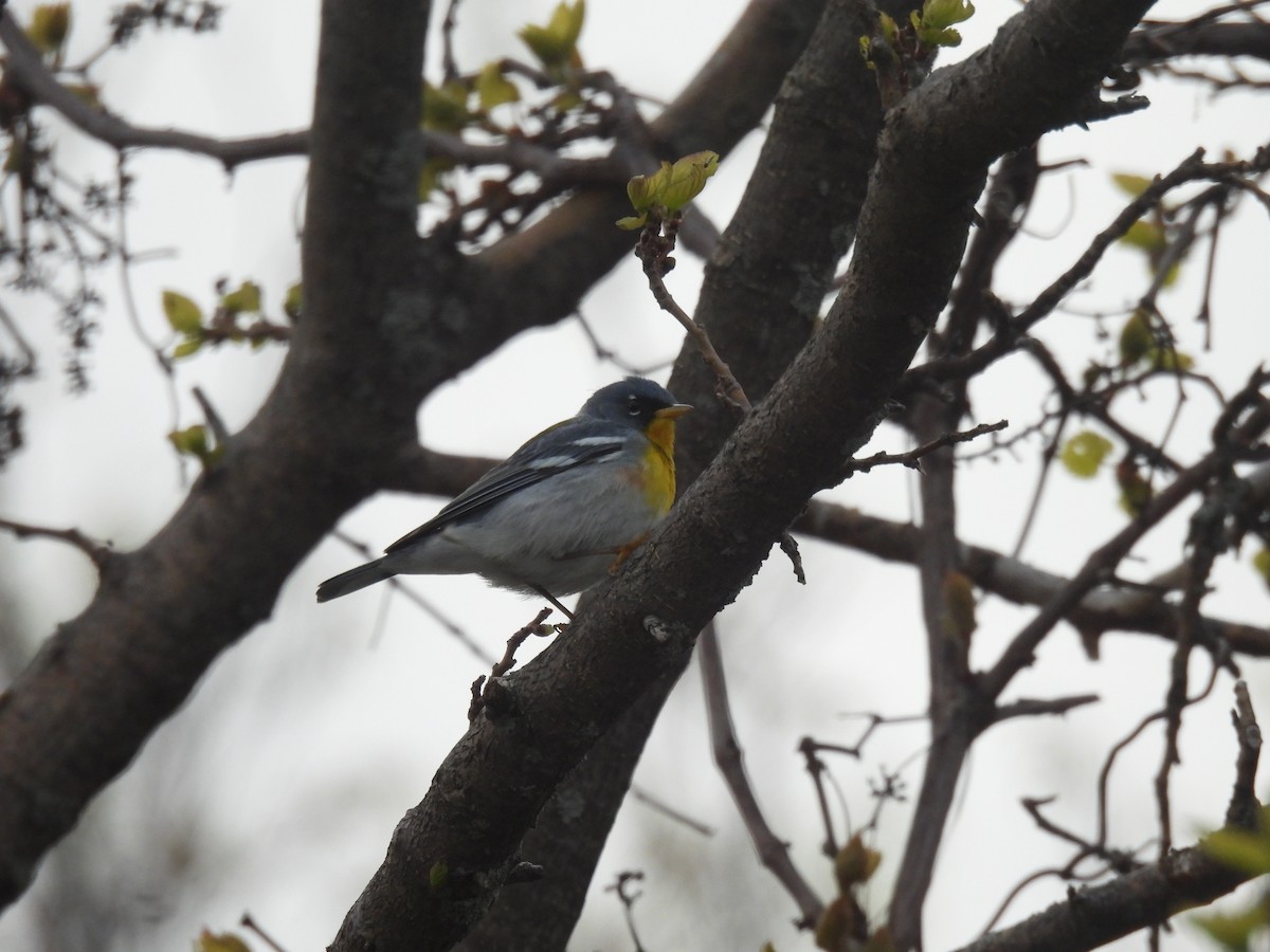 Northern Parula - Jay Solanki