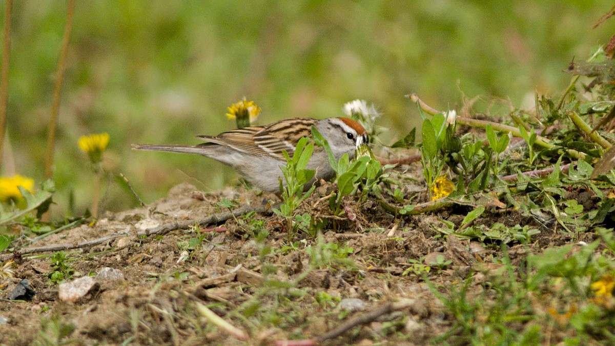 Chipping Sparrow - Galya Dokshina