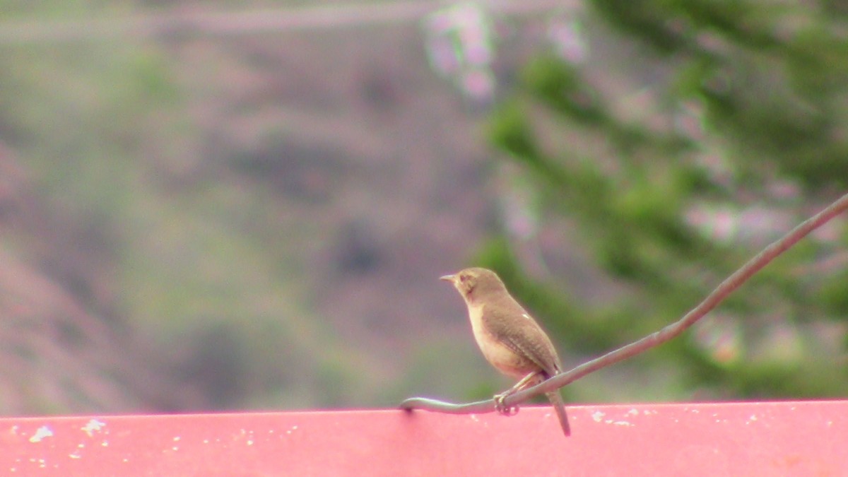 House Wren - MariaJose Villalobos