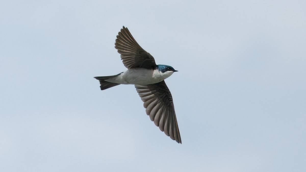 Tree Swallow - Mark Cloutier