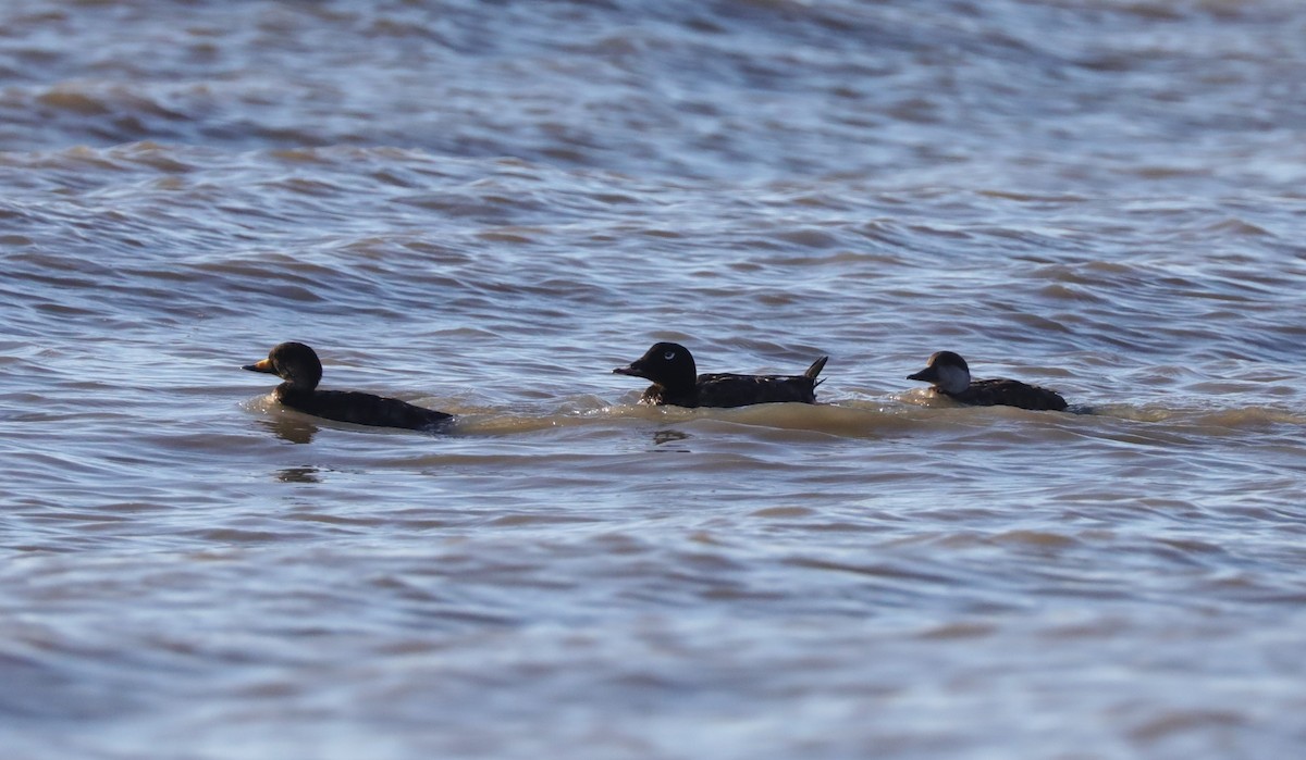 White-winged Scoter - ML618859852