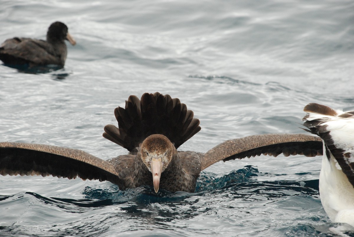 Northern Giant-Petrel - Andrew Plant