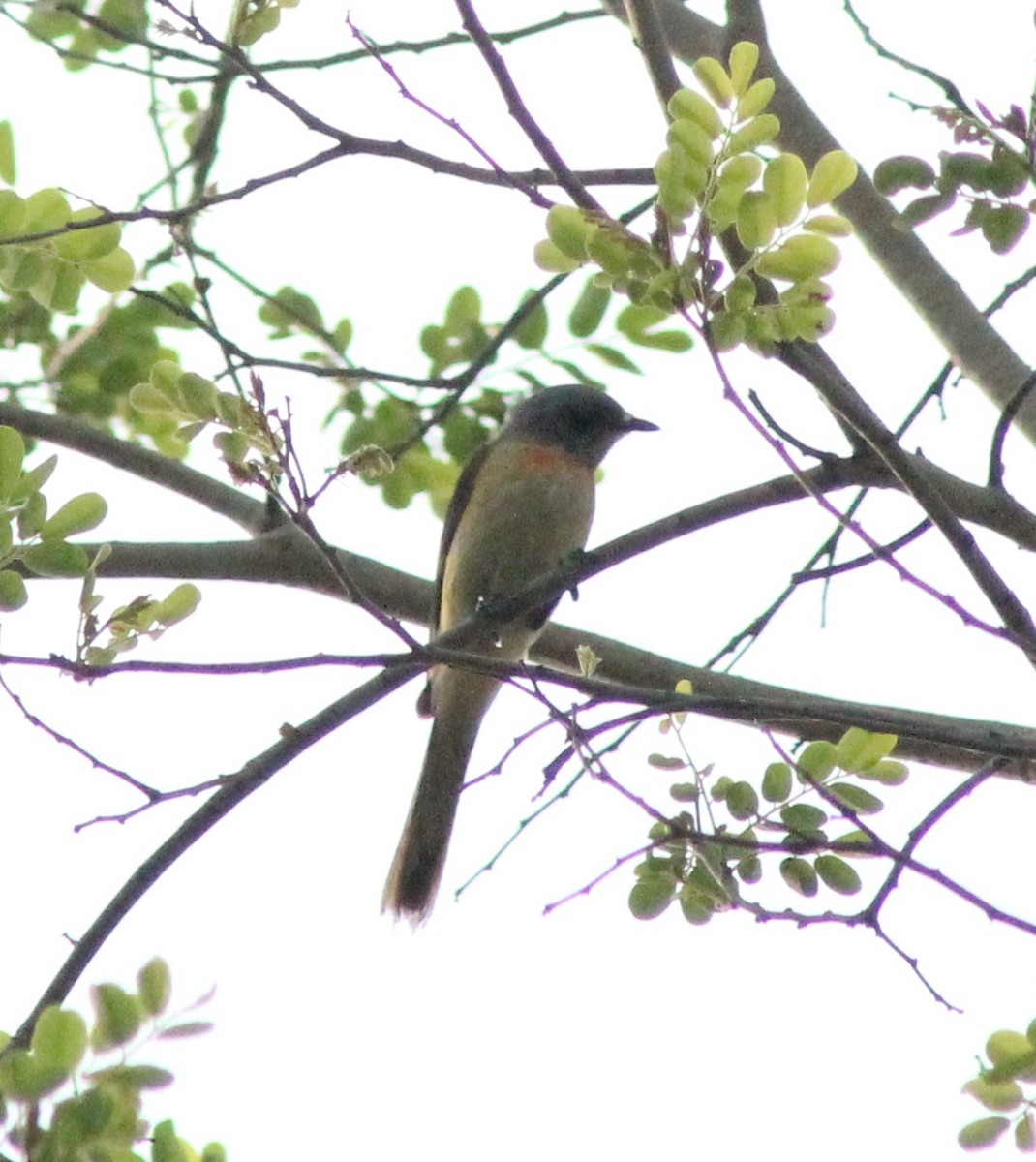 Small Minivet - Madhavi Babtiwale