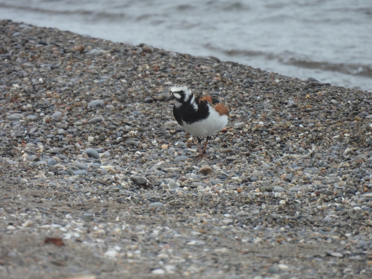 Ruddy Turnstone - Jay Solanki