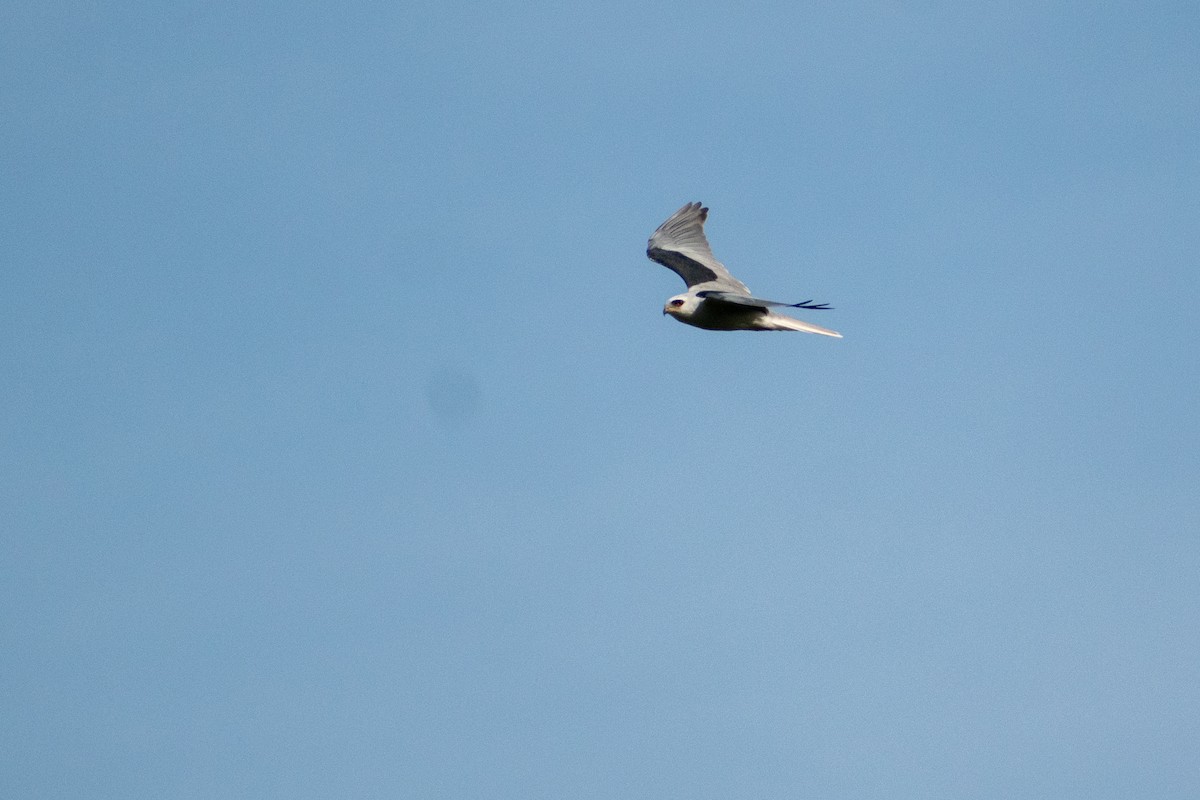 White-tailed Kite - Ezequiel Racker