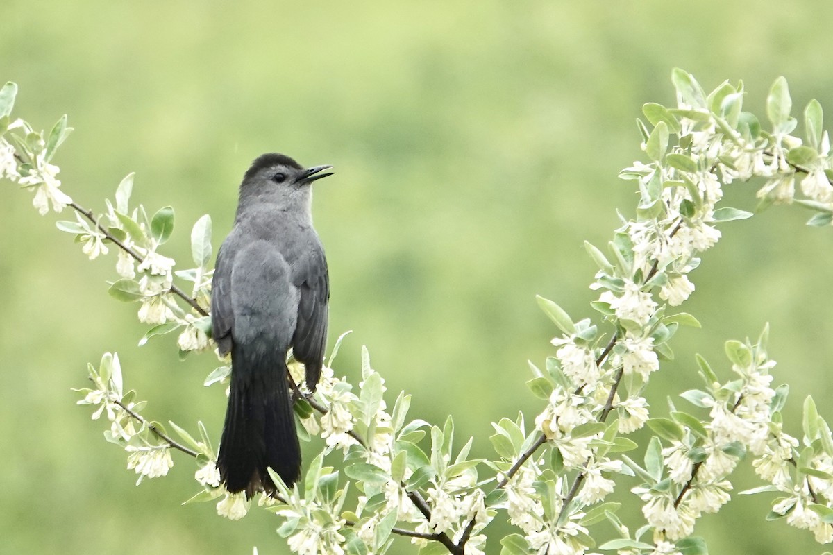 Gray Catbird - Charlie Roberto