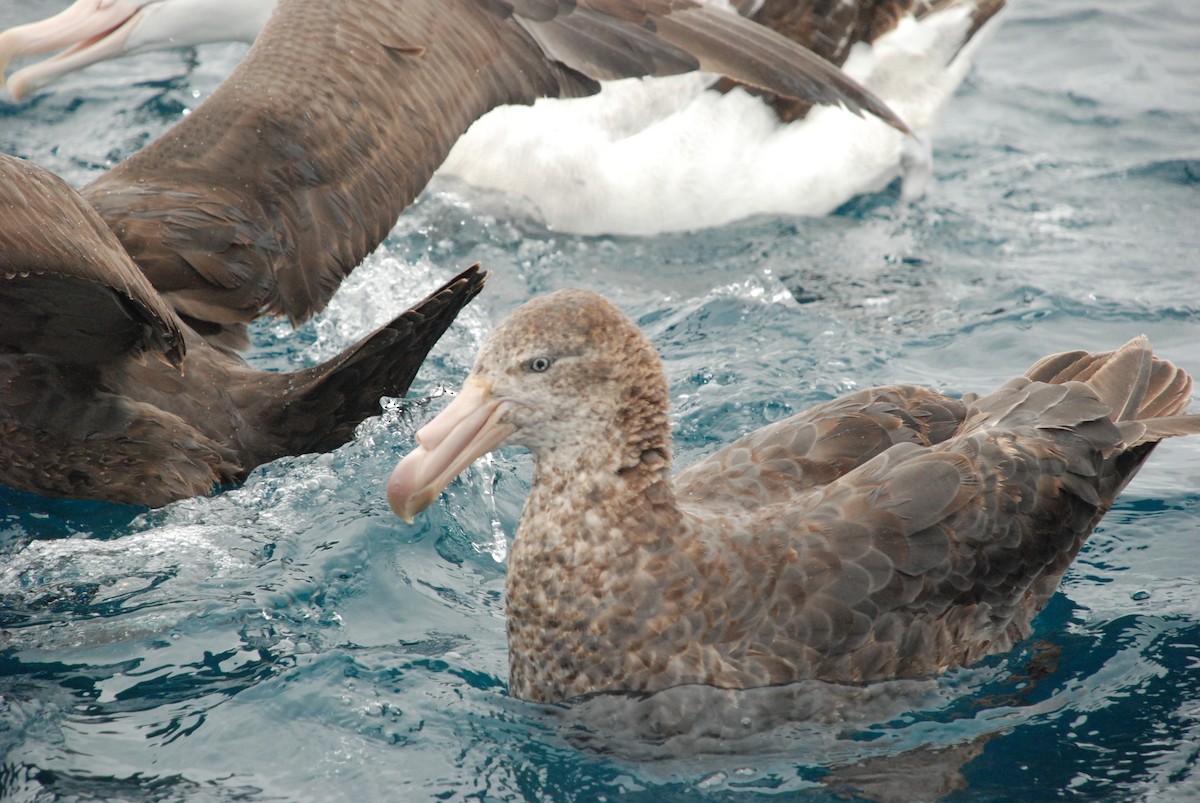 Northern Giant-Petrel - Andrew Plant