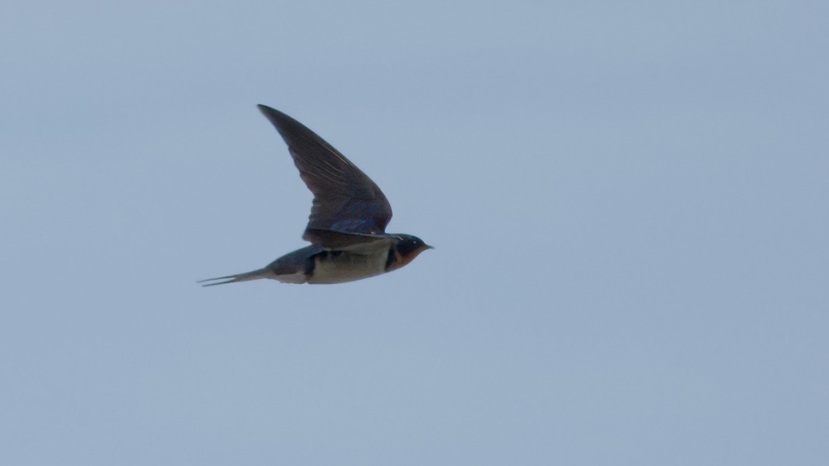 Barn Swallow - Mark Cloutier