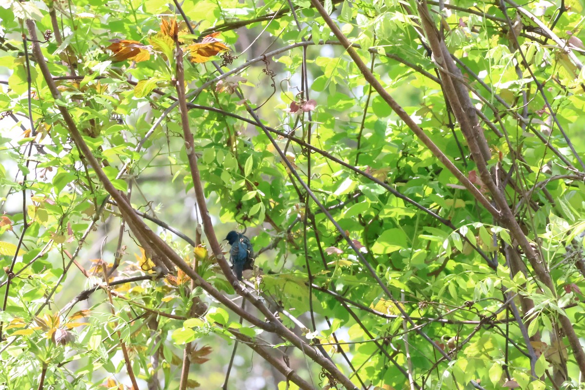 Indigo Bunting - aaron lehr