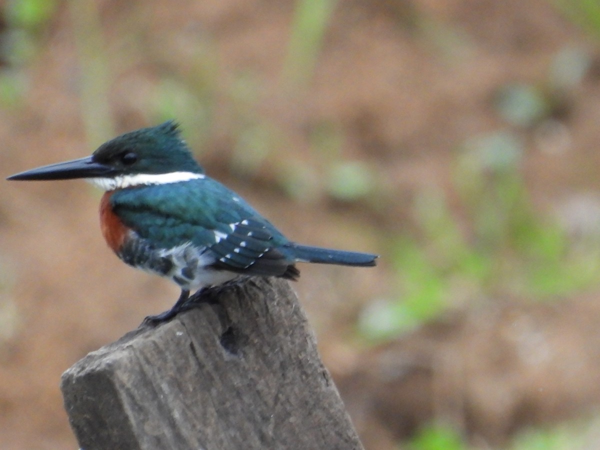 Green Kingfisher - ML618859943