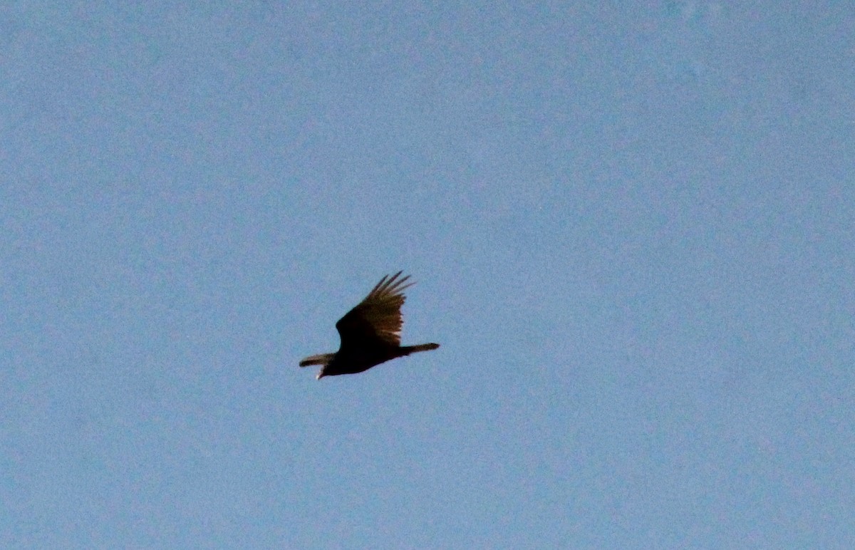 Turkey Vulture - Carole Swann