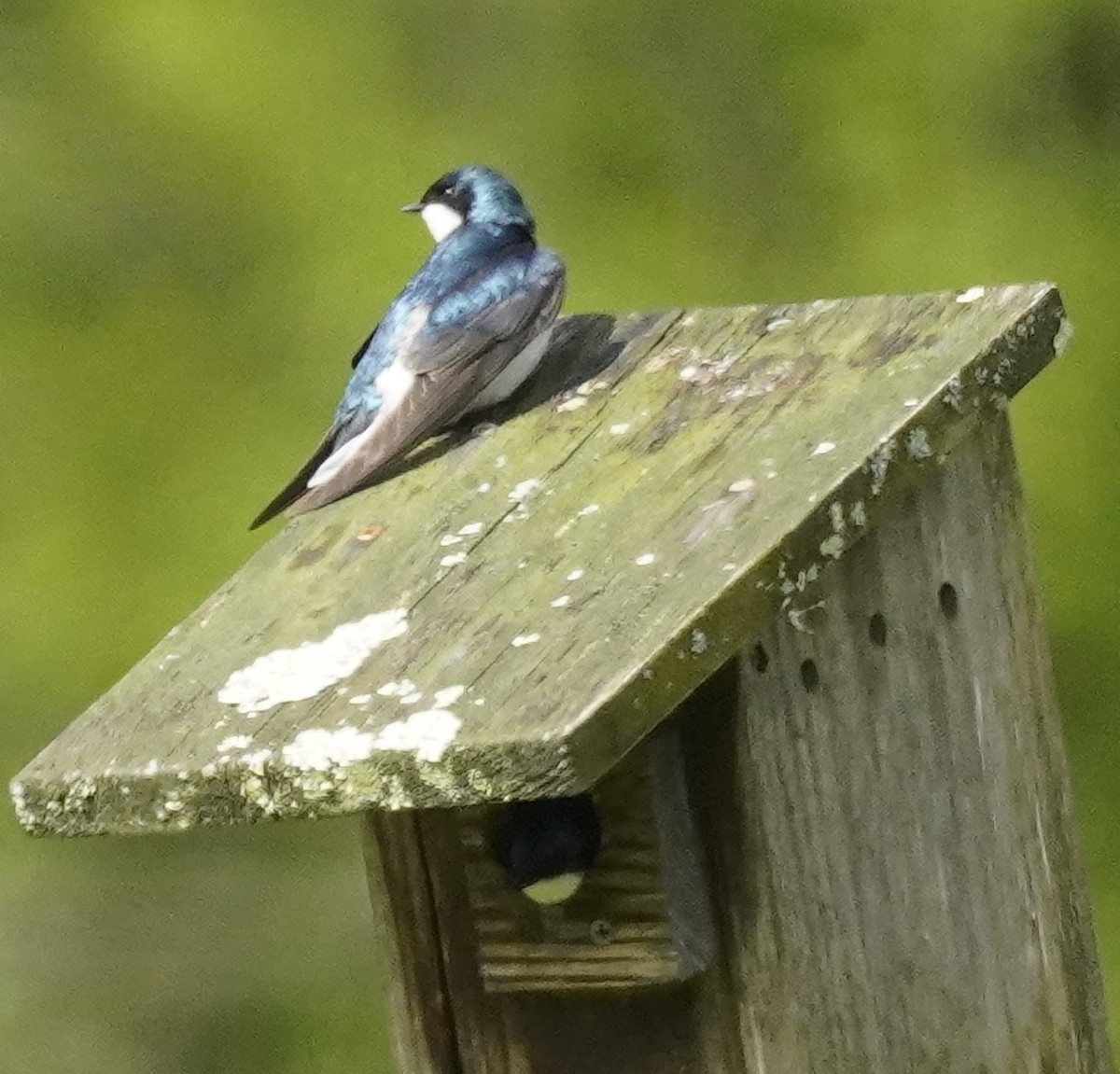 Tree Swallow - Laurel Bishow