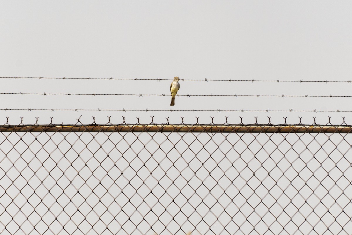 Ash-throated Flycatcher - ML618859963