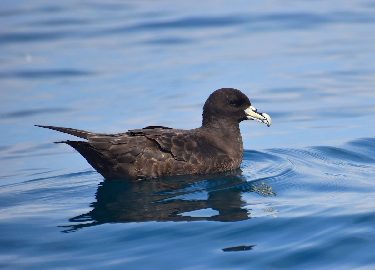 White-chinned Petrel - Rodrigo Bicudo